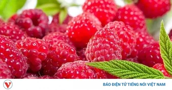 Mâm xôi đỏ: Nhỏ bé nhưng giá trị dinh dưỡng đáng kinh ngạc