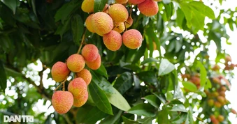 Mỗi ngày nên ăn bao nhiêu quả vải?