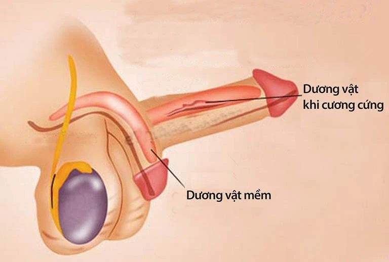 Một dấu hiệu buổi sáng có thể tiết lộ sức khỏe sinh lý phái mạnh Một dấu hiệu buổi sáng có thể tiết lộ sức khỏe sinh lý phái mạnh
