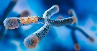 Một lỗi DNA có thể biến chuột cái thành đực: Hy vọng cho con người