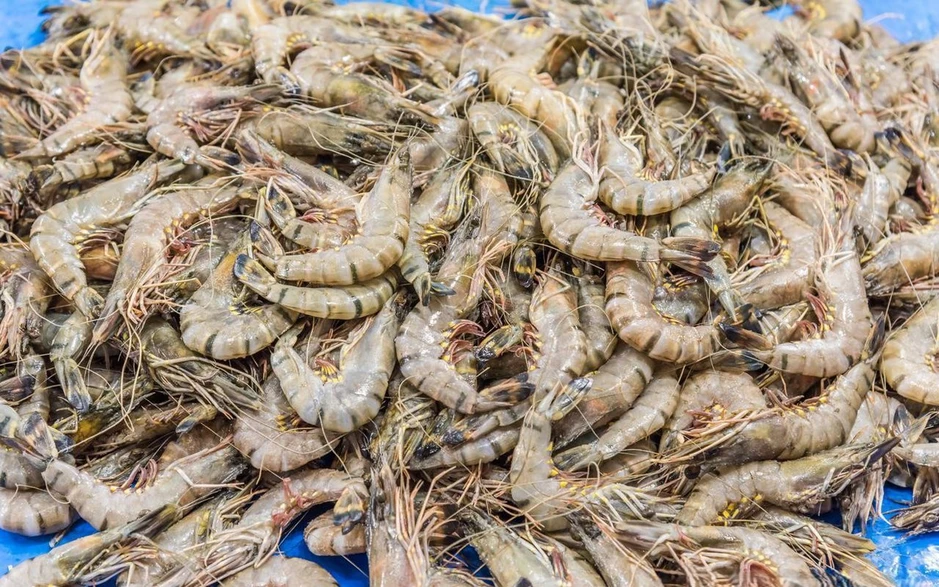 Một ngư dân già chia sẻ mẹo mua tôm: "Tôi không bao giờ cho người thân ăn 5 loại tôm này!" Một ngư dân già chia sẻ mẹo mua tôm: "Tôi không bao giờ cho người thân ăn 5 loại tôm này!"