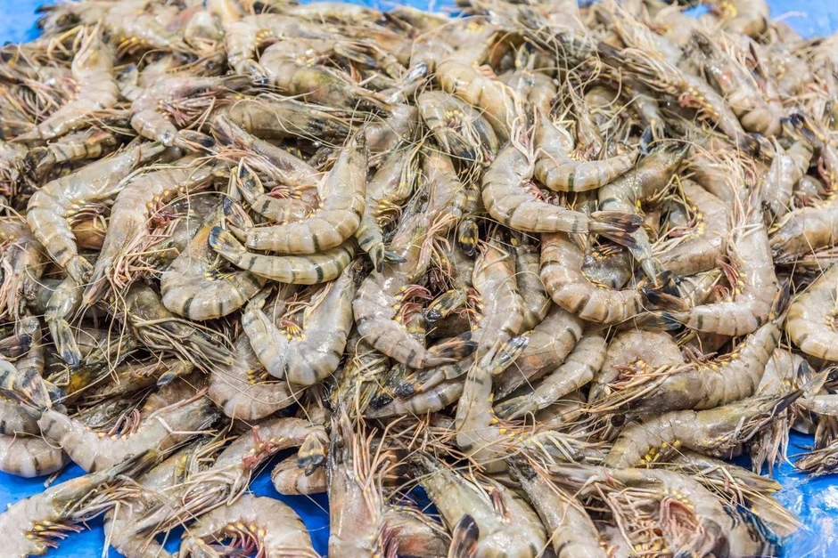 Một ngư dân già chia sẻ mẹo mua tôm: "Tôi không bao giờ cho người thân ăn 5 loại tôm này!" Một ngư dân già chia sẻ mẹo mua tôm: "Tôi không bao giờ cho người thân ăn 5 loại tôm này!"
