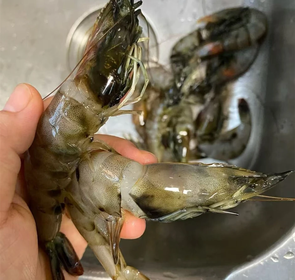 Một ngư dân già chia sẻ mẹo mua tôm: "Tôi không bao giờ cho người thân ăn 5 loại tôm này!" Một ngư dân già chia sẻ mẹo mua tôm: "Tôi không bao giờ cho người thân ăn 5 loại tôm này!"