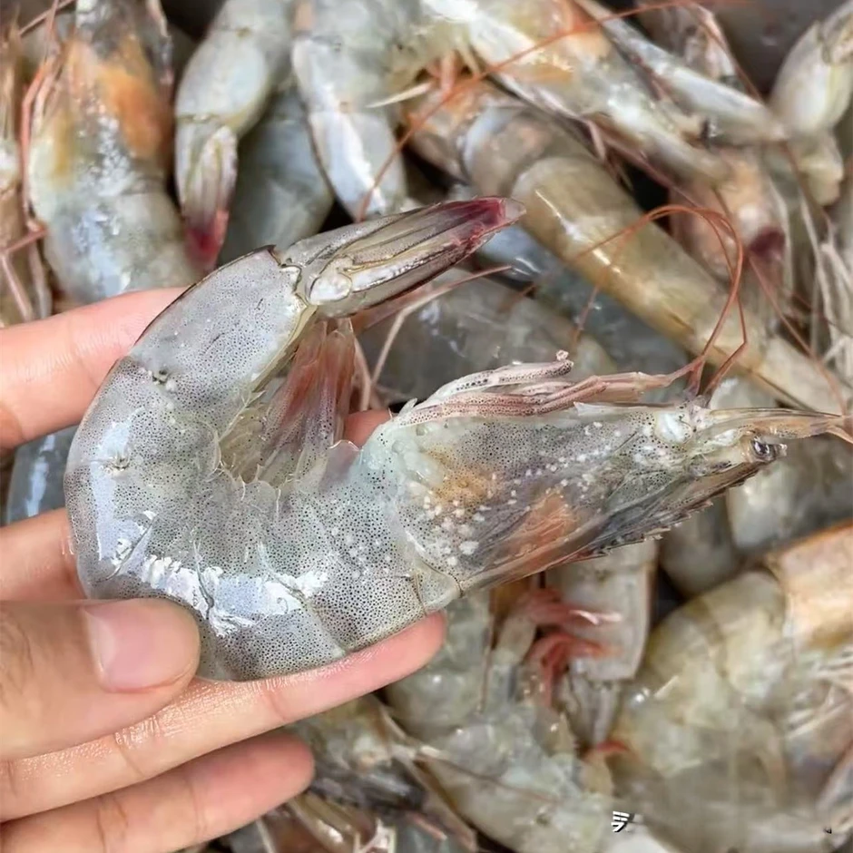 Một ngư dân già chia sẻ mẹo mua tôm: "Tôi không bao giờ cho người thân ăn 5 loại tôm này!" Một ngư dân già chia sẻ mẹo mua tôm: "Tôi không bao giờ cho người thân ăn 5 loại tôm này!"