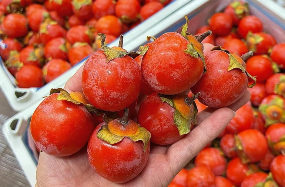 Mùa khô hanh nên ăn gì? 3 loại trái cây quen thuộc: Vừa ngon vừa giàu dưỡng chất Mùa khô hanh nên ăn gì? 3 loại trái cây quen thuộc: Vừa ngon vừa giàu dưỡng chất