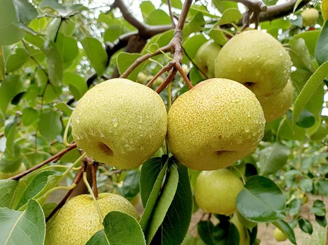 Mùa thu có một loại quả mọng nước được ví như “trợ thủ” cho hệ tiêu hóa, nhưng 3 nhóm người nên hạn chế Mùa thu có một loại quả mọng nước được ví như “trợ thủ” cho hệ tiêu hóa, nhưng 3 nhóm người nên hạn chế