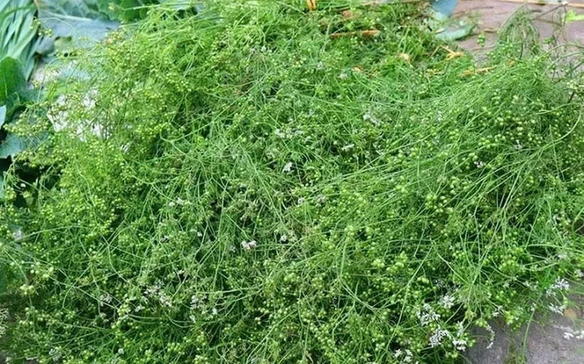 Mùi già: Loại cây nhỏ bé nhưng mang đến nhiều công dụng bất ngờ Mùi già: Loại cây nhỏ bé nhưng mang đến nhiều công dụng bất ngờ