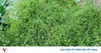 Mùi già: Loại cây nhỏ bé nhưng mang đến nhiều công dụng bất ngờ