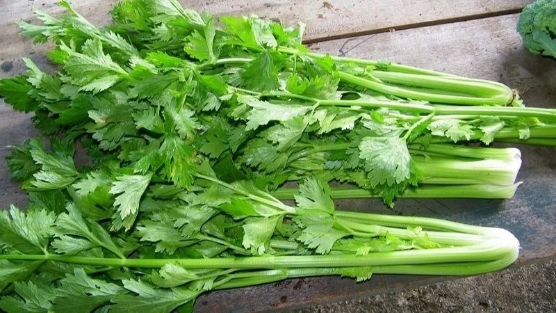 Muốn giải nhiệt, hỗ trợ gan khỏe mạnh, nên bổ sung ngay 4 loại rau này Muốn giải nhiệt, hỗ trợ gan khỏe mạnh, nên bổ sung ngay 4 loại rau này
