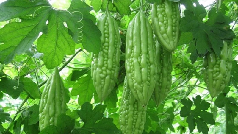 Mướp đắng ăn sống có tốt không? Cách ăn giòn ngon, bớt đắng Mướp đắng ăn sống có tốt không? Cách ăn giòn ngon, bớt đắng
