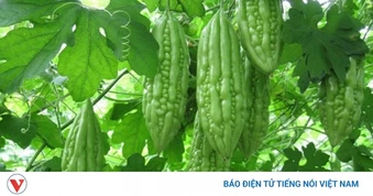 Mướp đắng ăn sống có tốt không? Cách ăn giòn ngon, bớt đắng