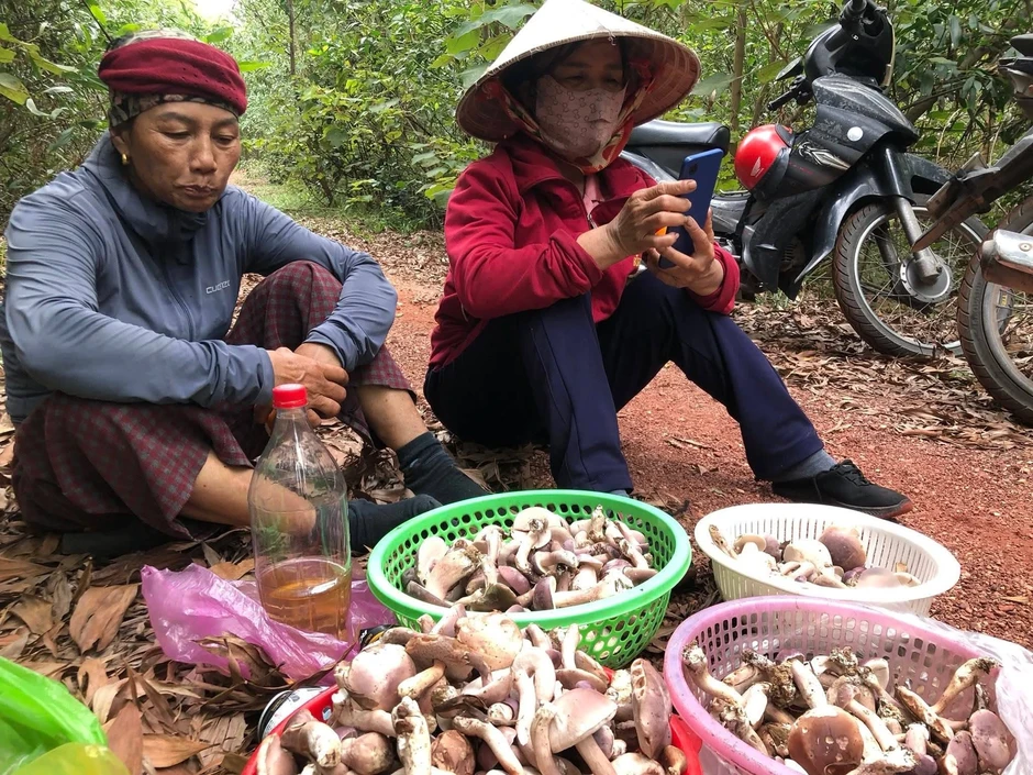 Nấm tràm có lợi gì cho sức khỏe? Bác sĩ lưu ý nhóm người cần hạn chế Nấm tràm có lợi gì cho sức khỏe? Bác sĩ lưu ý nhóm người cần hạn chế