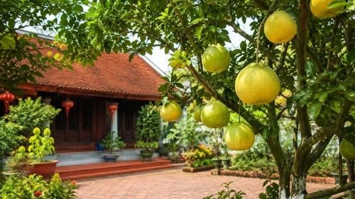 Ngày càng nhiều gia đình trồng bưởi, hóa ra không chỉ để lấy quả