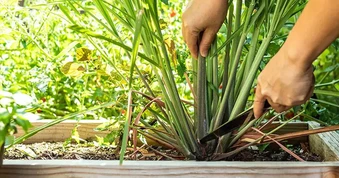 Ngày càng nhiều gia đình trồng sả trong nhà, hóa ra không chỉ để làm gia vị