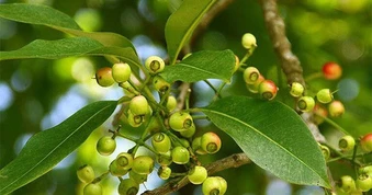 Ngày nào cũng uống nước lá vối có tốt không?