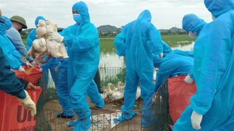 Nghệ An ban hành công điện khẩn tập trung phòng, chống dịch cúm gia cầm