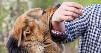Nghi bị chó dại cắn, người đàn ông vẫn từ chối tiêm phòng