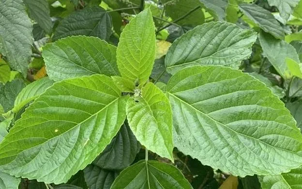 Ngộ độc nặng sau khi uống lá rừng chữa táo bón Ngộ độc nặng sau khi uống lá rừng chữa táo bón