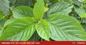 Ngộ độc nặng sau khi uống lá rừng chữa táo bón