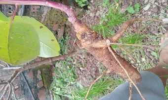 Người đàn ông trúng độc sau khi ăn củ lạ giống sâm đất