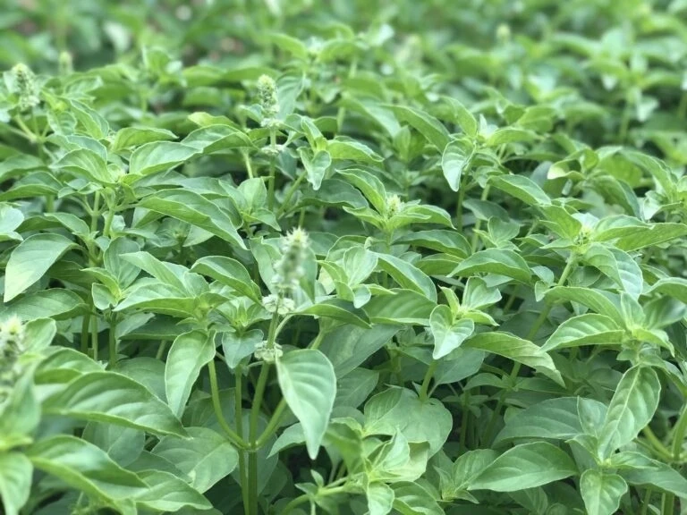 Người thích lẩu gà lá é có thể chưa biết đến công dụng này Người thích lẩu gà lá é có thể chưa biết đến công dụng này