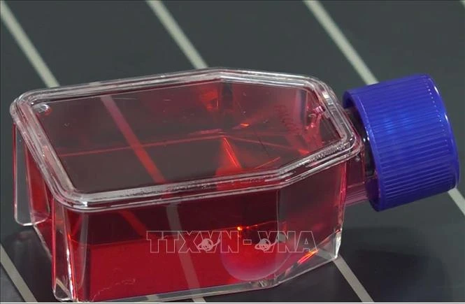 Nhật Bản lần đầu cho phép thương mại hóa thuốc từ tế bào iPS Nhật Bản lần đầu cho phép thương mại hóa thuốc từ tế bào iPS