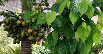 Nhiều gia đình trồng cau trước nhà, hóa ra không chỉ để lấy quả, làm cảnh