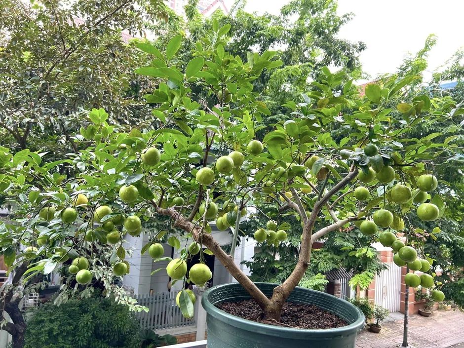 Nhiều gia đình trồng cây chanh trong sân vườn, hóa ra không chỉ để lấy lá, quả