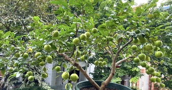Nhiều gia đình trồng cây chanh trong sân vườn, hóa ra không chỉ để lấy lá, quả
