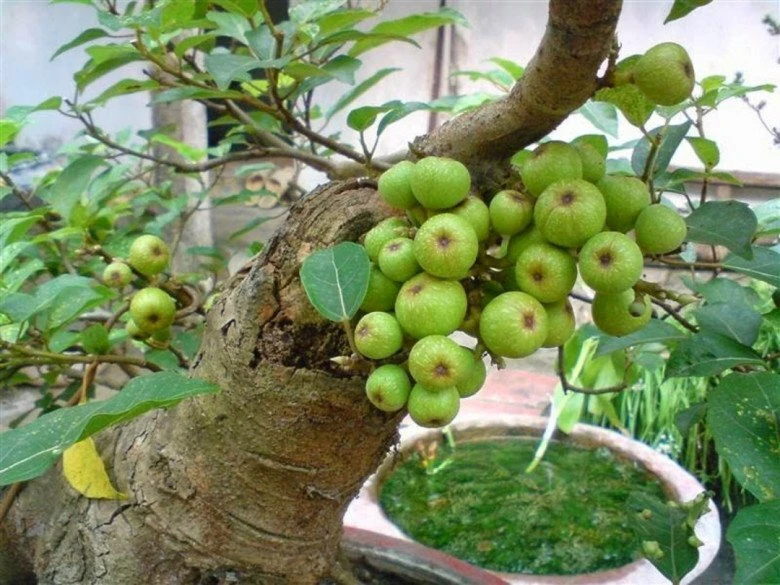 Nhiều gia đình trồng cây sung trong nhà, hóa ra không phải chỉ để lấy quả hay làm cảnh Nhiều gia đình trồng cây sung trong nhà, hóa ra không phải chỉ để lấy quả hay làm cảnh