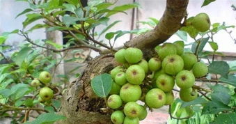 Nhiều gia đình trồng cây sung trong nhà, hóa ra không phải chỉ để lấy quả hay làm cảnh
