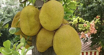 Nhiều gia đình trồng mít trong sân vườn, hóa ra không chỉ để lấy quả
