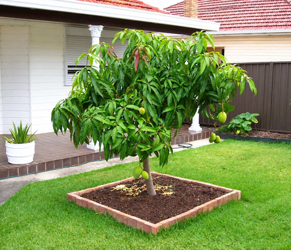 Nhiều gia đình trồng xoài trong sân vườn: Hóa ra không chỉ để lấy quả