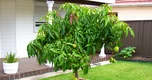 Nhiều gia đình trồng xoài trong sân vườn: Hóa ra không chỉ để lấy quả