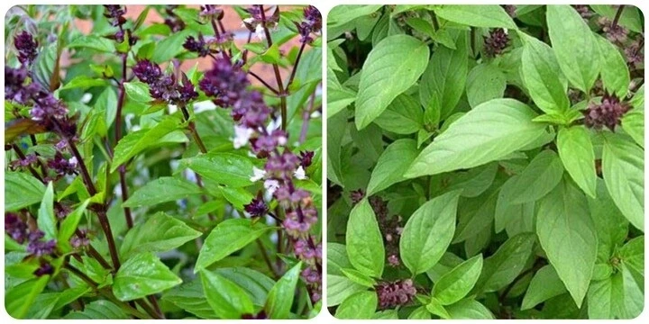 Nhiều người ăn húng chó nhưng chưa biết những điều này Nhiều người ăn húng chó nhưng chưa biết những điều này
