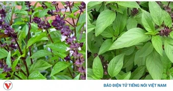 Nhiều người ăn húng chó nhưng chưa biết những điều này