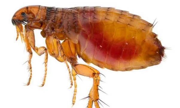 Nhiều người da nổi kín sẩn đỏ, ngứa ngáy vì bọ chét Nhiều người da nổi kín sẩn đỏ, ngứa ngáy vì bọ chét