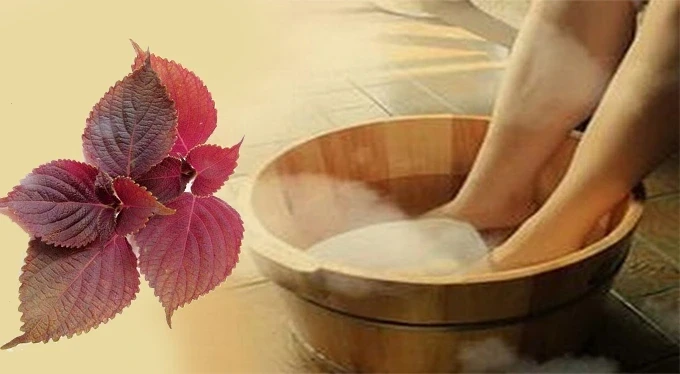 Nhiều người mách dùng lá tía tô chữa gout: Có nên áp dụng?