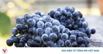 Nho đen không hạt: Nhỏ bé nhưng chứa “kho” dưỡng chất cho sức khỏe