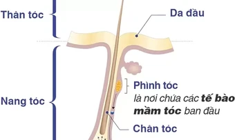 Những dấu hiệu nhận biết tóc hư tổn - Báo TinVina