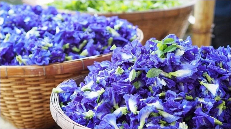 Những loài hoa tưởng chỉ để ngắm, ai ngờ được dùng làm thuốc Những loài hoa tưởng chỉ để ngắm, ai ngờ được dùng làm thuốc