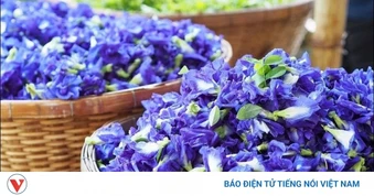 Những loài hoa tưởng chỉ để ngắm, ai ngờ được dùng làm thuốc