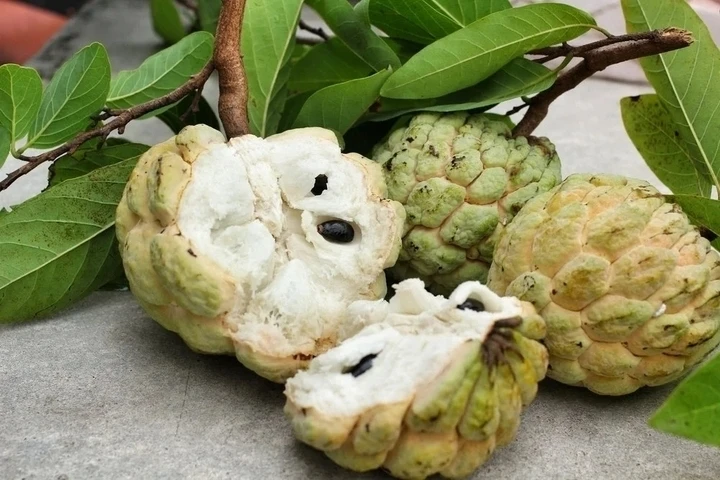 Những lưu ý khi ăn quả na, đặc biệt với hạt Những lưu ý khi ăn quả na, đặc biệt với hạt