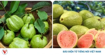 Những người không nên ăn ổi