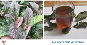 Những người không nên uống nước lá xạ đen