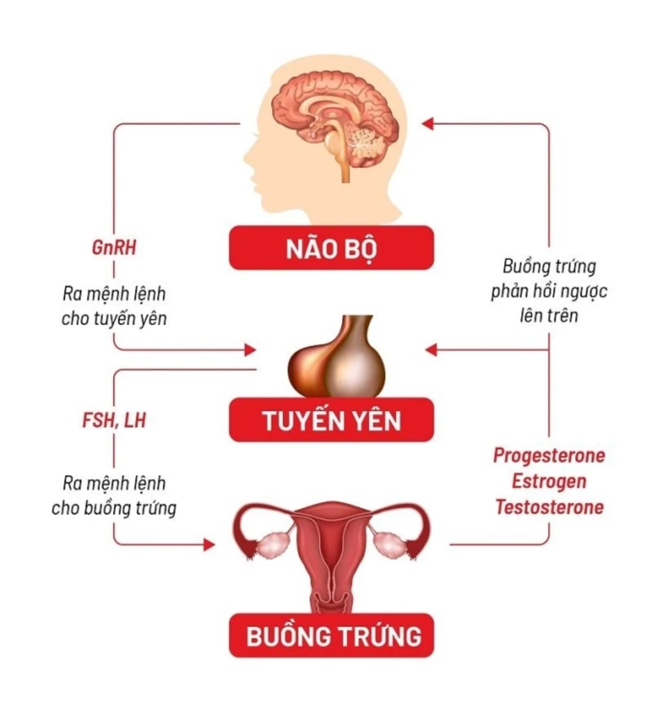 Những yếu tố giúp dự đoán thời điểm mãn kinh - Báo TinVina Những yếu tố giúp dự đoán thời điểm mãn kinh - Báo TinVina