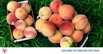 Nữ hoàng trái cây đang vào mùa, giúp da sáng, dáng xinh, sức khỏe dẻo dai