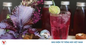 Nước lá tía tô: Sự thật về lợi ích và những người không nên uống