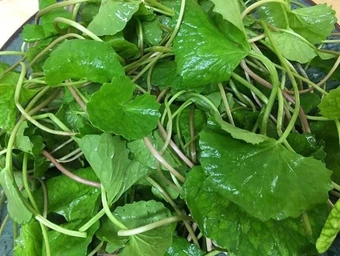 Nước rau má có tác dụng gì?