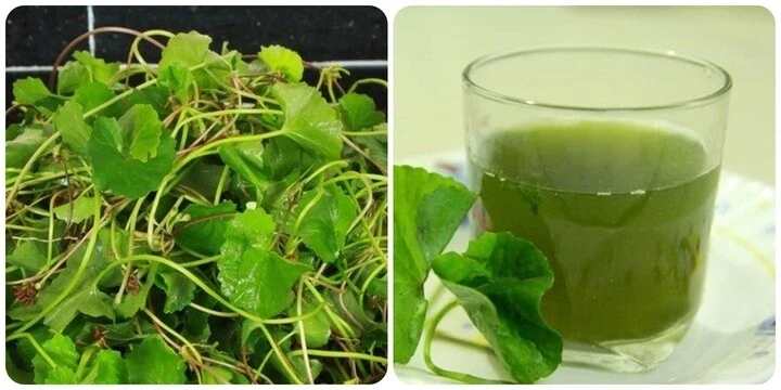 Nước rau má được yêu thích trong mùa hè, những người không nên uống Nước rau má được yêu thích trong mùa hè, những người không nên uống